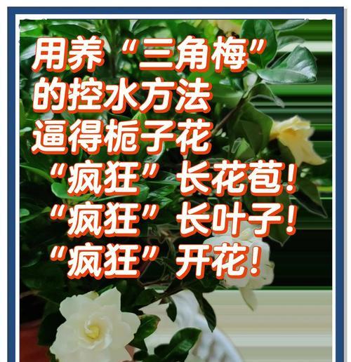 如何科学浇水栀子花（以27度栀子花浇水的技巧）