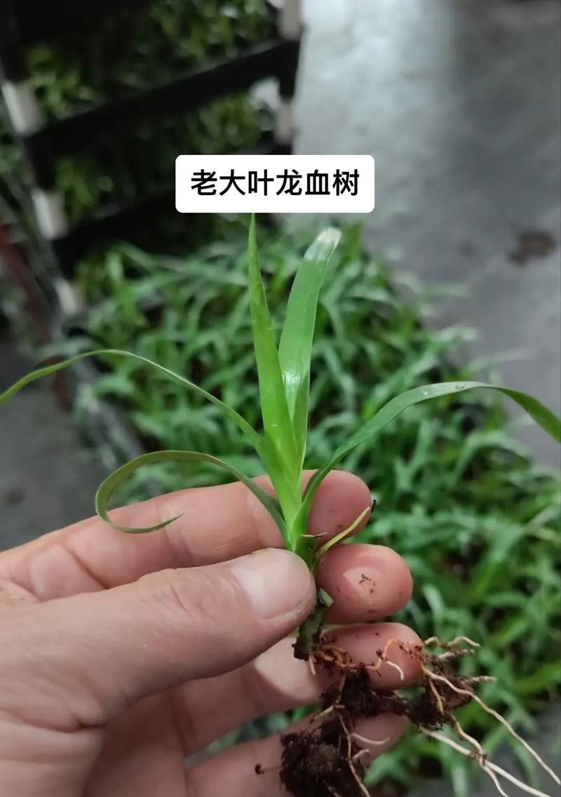 龙血树的种植之道（选择合适的土壤是关键）