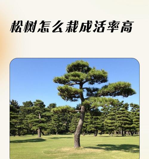 松树施肥的技巧（了解松树的生长需求，科学施肥助其健康成长）