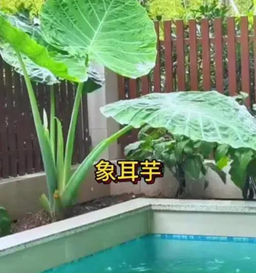 保鲜技巧，解决象耳芋倒塌的问题（以象耳芋为例，教你如何有效保鲜）