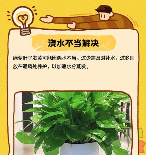 绿箩黄斑——一种神奇的植物疾病（探究绿箩黄斑病的成因、症状及防治方法）
