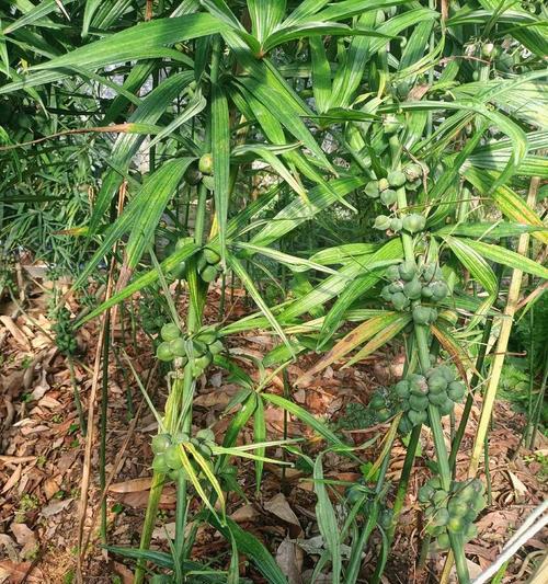 黄精种子腐烂处理方法（保鲜、消毒、种植等措施让黄精种子远离腐烂的困扰）