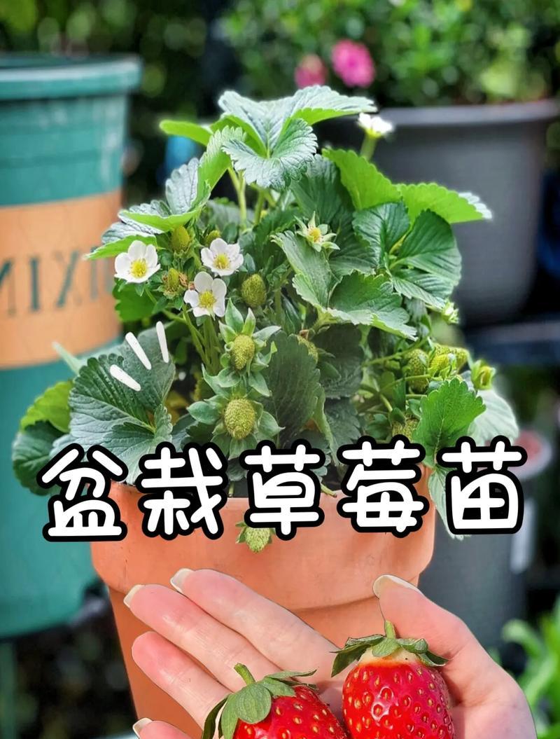盆栽草莓幼苗的浇水技巧（掌握浇水时间和水量，打造茁壮生长）