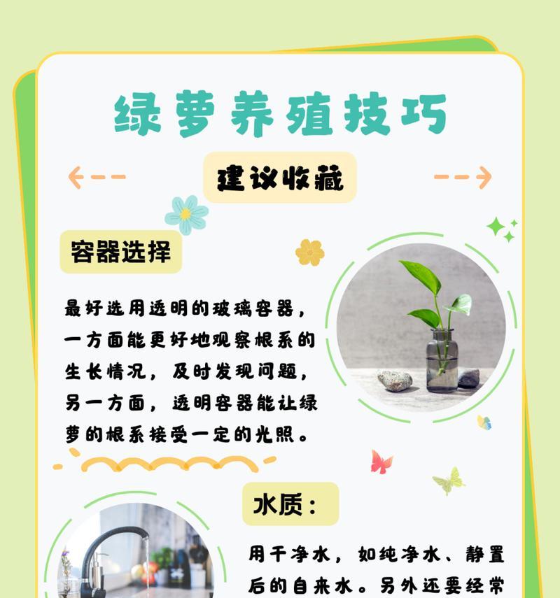 水培绿萝的冬季养护指南（过冬必备的方法和技巧，让绿萝健康度过寒冷的季节）
