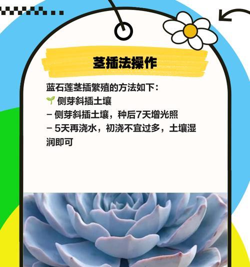 蓝石莲的缩小之谜（探索蓝石莲如何变小的奥秘）