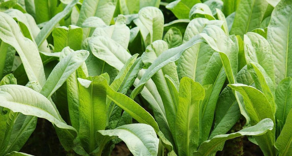 低洼地种植蔬菜（挖掘低洼地潜力，丰收蔬菜好收成）