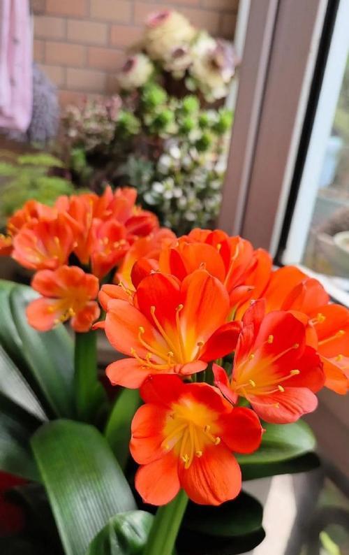 叶子的意义、花语的涵义和文化背景（叶子的意义、花语的涵义和文化背景）
