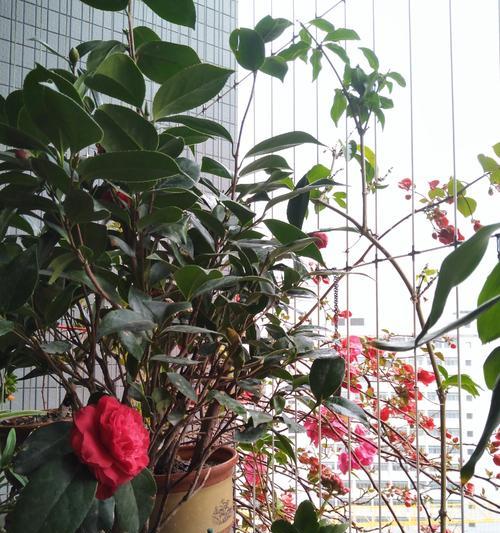 赤丹茶花种植（打造赤丹茶花的专属花园，如何培养健康美丽的茶花）