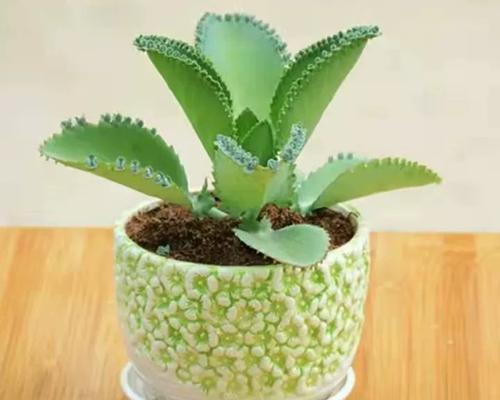 以多肉植物叶子怎么生根？（简单方法和关键要点）