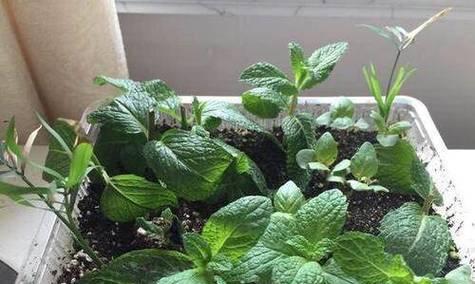 没有叶子的薄荷水培技巧（无叶薄荷的生长与繁殖方法及注意事项）
