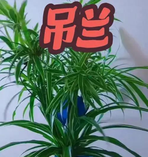 吊兰爆盆后的抢救与照顾指南（教你如何挽救被爆盆的吊兰，让它重新恢复健康）