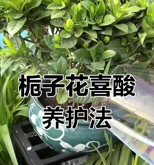硫酸亚铁的用途与注意事项（浇菜中使用硫酸亚铁的方法及安全措施）