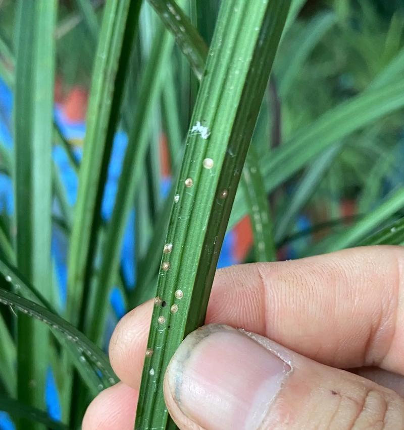 以蚧壳虫为主题的根治方法（消灭蚧壳虫的有效措施与技巧）