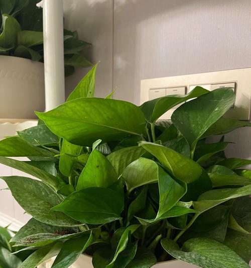 盆栽植物死亡后的处理方法（如何妥善处理已经死亡的盆栽植物及其相关问题解决）