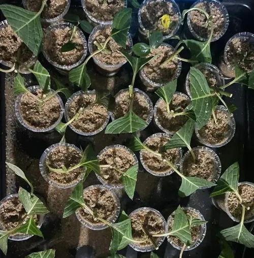 绣球移植的注意事项（从选种到栽培，打造健康美丽的绣球花园）
