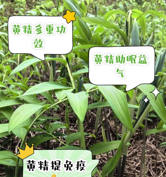 黄精，一种珍贵的草本植物（探秘黄精的药用价值和种植特点）