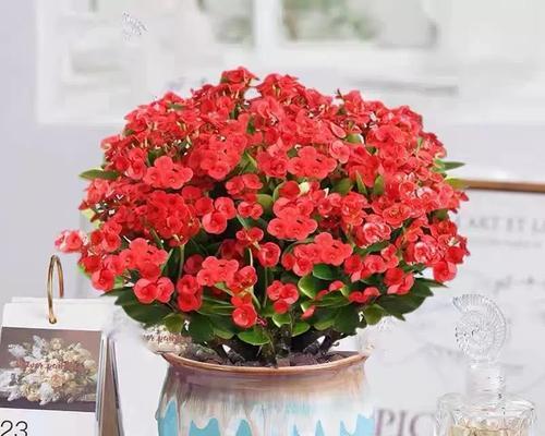 被家里的铁海棠花刺了怎么办？（急救措施与处理建议，快速解决疼痛与预防感染）