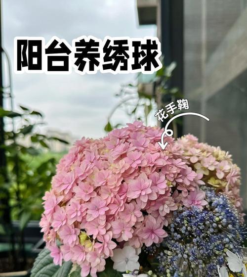 晒了绣球怎么办？（绣球晒后的处理方法及注意事项）