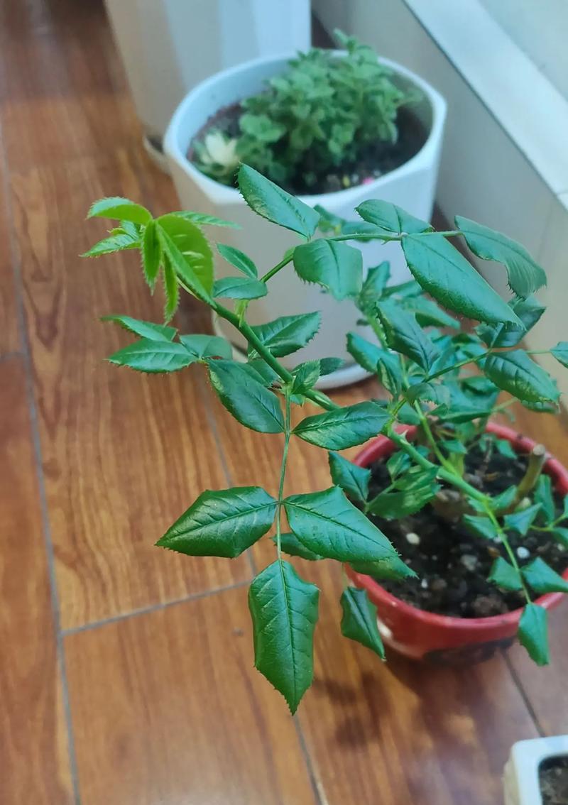 玫瑰花叶子白点怎么办？（解决玫瑰花叶子白点的有效方法）