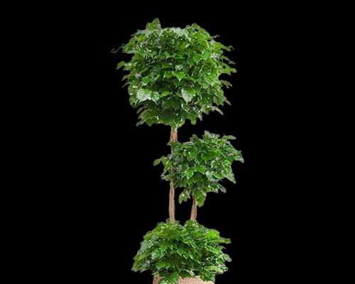 大型植物换盆的必备技巧（为您揭秘大型植物换盆的步骤和注意事项）