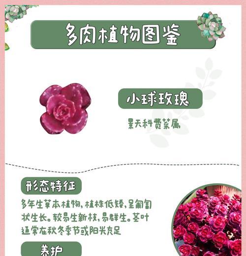 怎样救活濒临凋谢的小球玫瑰（营养补充和适宜的养护是关键！）