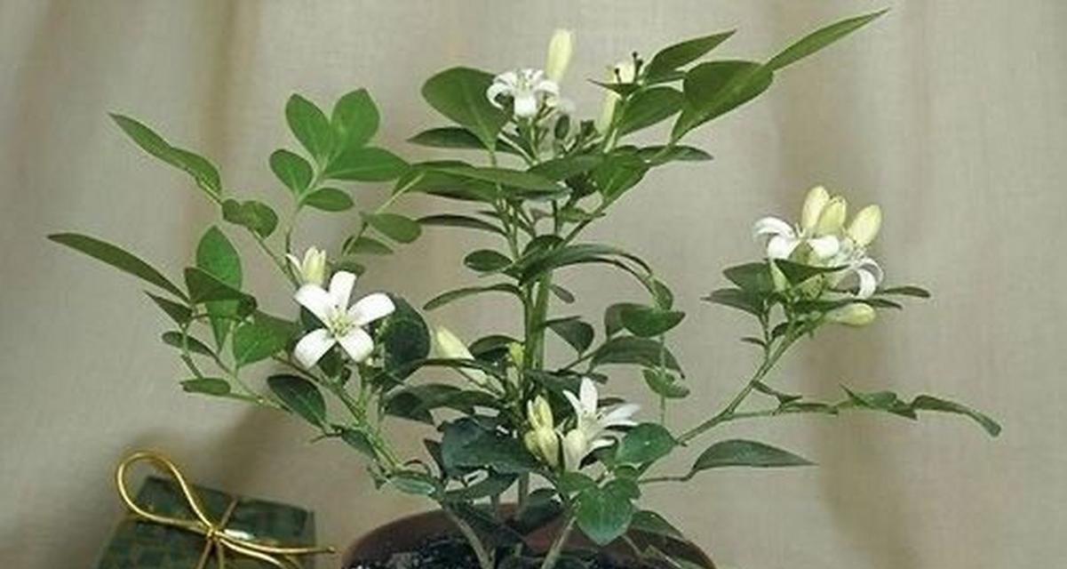 如何正确浇水九里香？