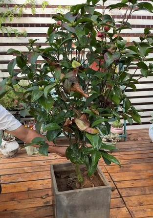 茶花为何频繁掉叶？（探究茶花持续掉叶的原因及解决方法）