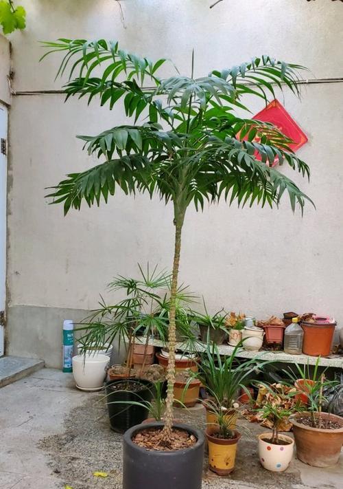 以袖珍椰子怎么长得快？（以袖珍椰子为主题的快速生长方法及注意事项）