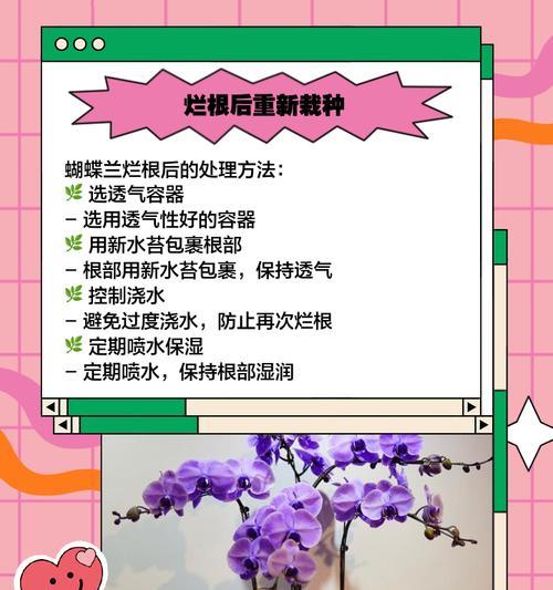 如何更换蝴蝶兰的盆栽？（教你正确更换蝴蝶兰的盆栽，避免伤害根系）