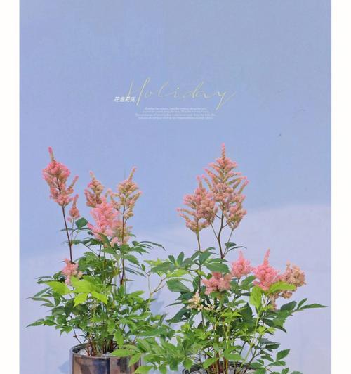 络新妇，这种神奇的多年生植物（细说络新妇，它的生长、特性和应用）