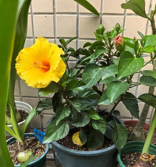 朱槿花的种植技巧（从选址到养护，打造美丽的朱槿花园）