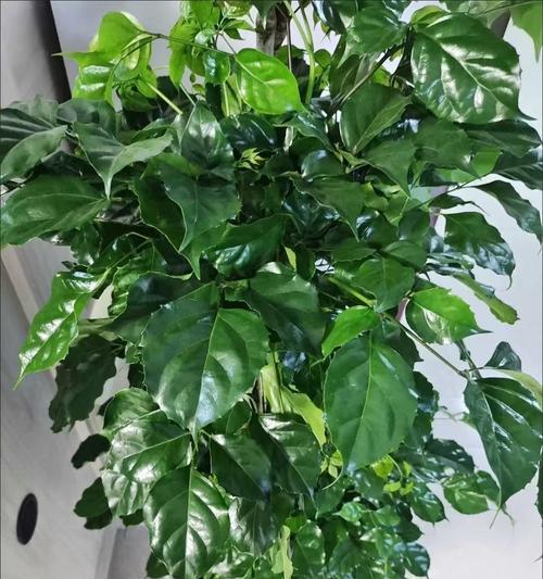如何有效养护换盆后的平安树（让您的平安树健康茁壮生长）