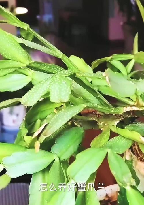 蟹爪兰的养护秘籍（打造繁茂健康的蟹爪兰，从这里开始）