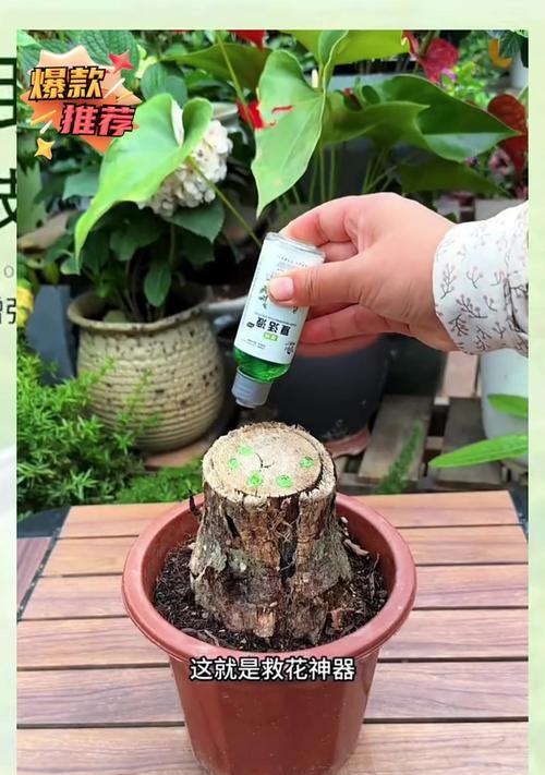 如何挽救因过度浇水而濒危的发财树？（掌握正确的浇水技巧，拯救发财树的生命）
