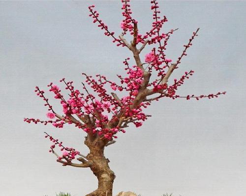 冬季梅花怎么养？寒冷季节的养护技巧与方法（打造寒冬中的花海，梅花养殖要点一网打尽）