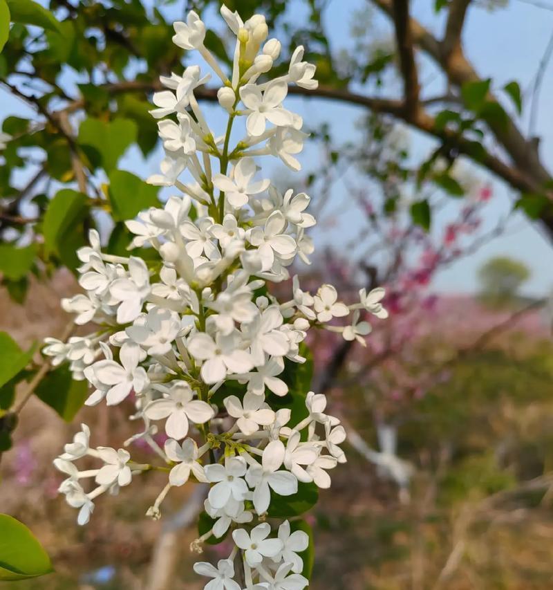 在家中种植丁香花的方法（打造美丽家园，从花开始）
