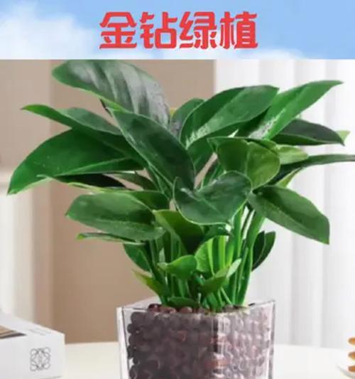 冬天养护金钻花的秘诀（保持温暖和适度浇水是关键）