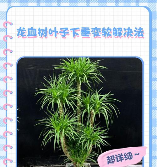 龙血树叶子烂了该怎么办？（龙血树烂叶子的原因及治疗方法）