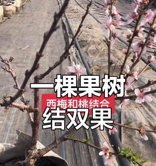 嫁接梅花的养护技巧（掌握嫁接技术，打造美丽的梅花盛景）