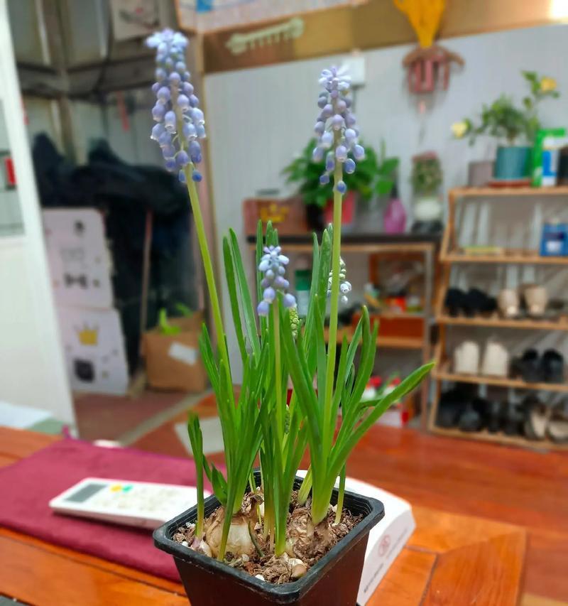 花花草草的养护秘籍（打造绿意盎然的家园，从花花草草开始）