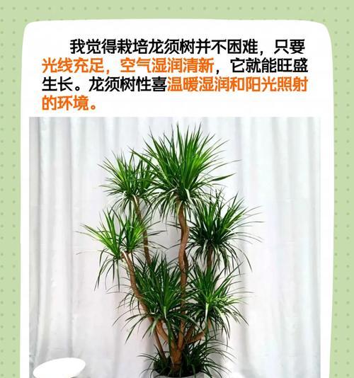 龙须树为何突然烂根？（探究导致龙须树根部腐烂的原因及应对方法）