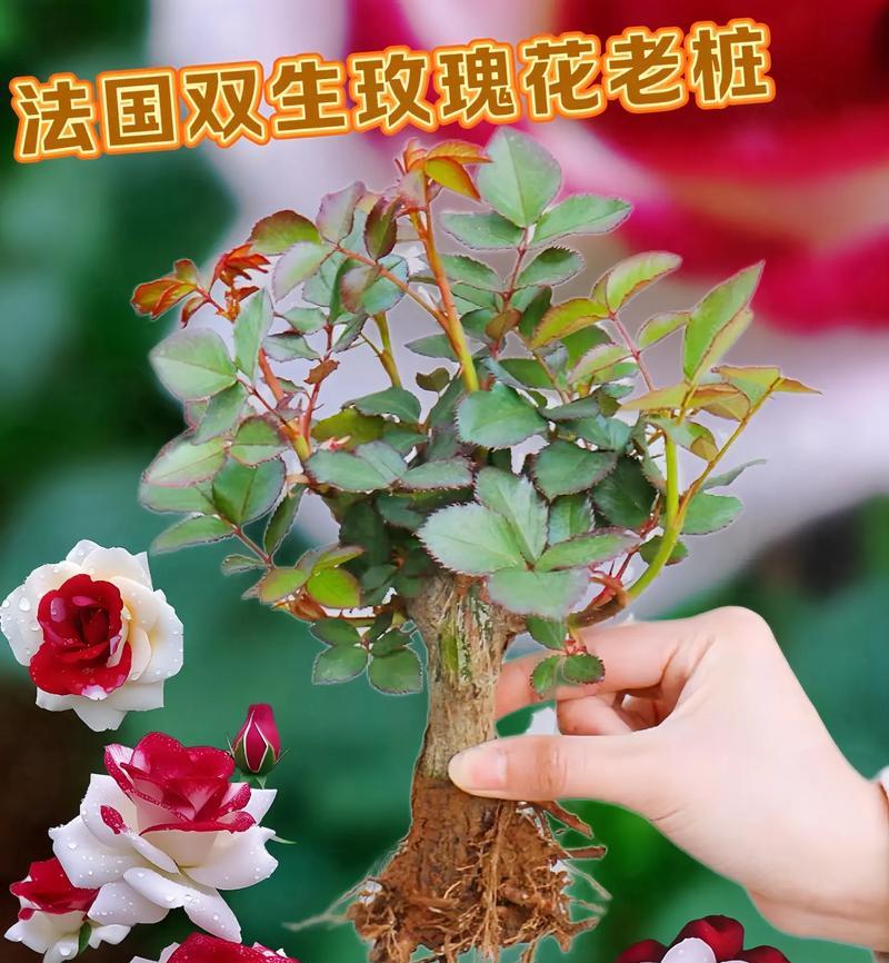 如何选择适合种植玫瑰花的时间（掌握关键期，让你的花园满是玫瑰花）