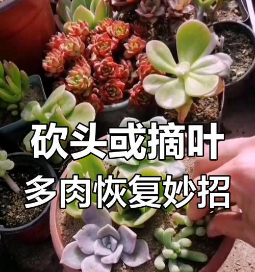 多肉植物蒂亚徒长了怎么办？（教你正确处理多肉植物蒂亚徒长的方法）