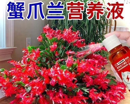 为什么花苞不开花？（探索开花的奥秘，引导花苞绽放）