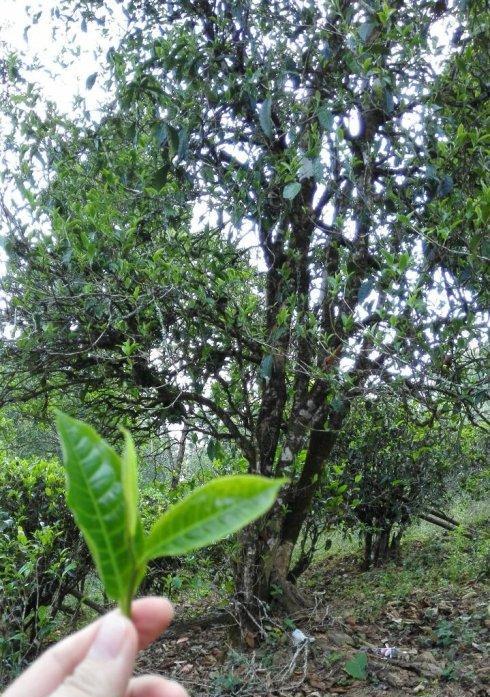 茶叶树的品种及适宜做茶的类型（探究茶叶树的多样性和茶叶制作的技艺）
