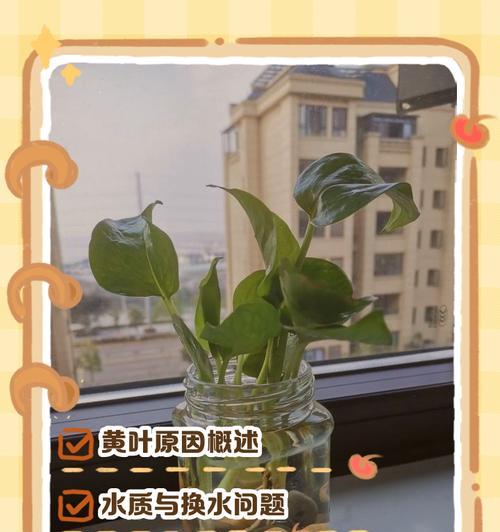绿萝叶子发黄的原因及治疗方法（探索暖气对绿萝叶色的影响及养护技巧）