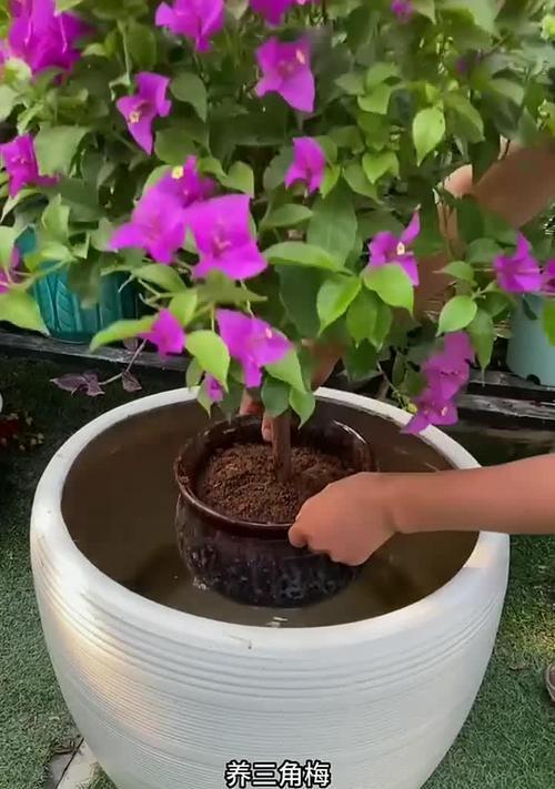 三角梅开花了，如何科学养护？（掌握关键养护技巧，让三角梅绽放无限魅力）