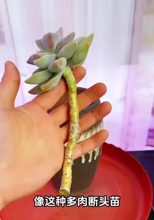 多肉冻伤变软的补救方法（多肉植物如何恢复冻伤后变软的状态）