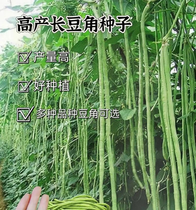 长豆角喜阴还是喜阳？探究这个问题的答案