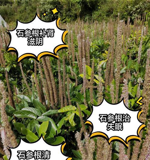 石参种植的高产技术（亩产量达多少斤？如何实现高产？）